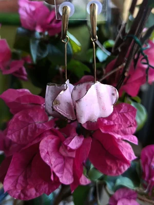 Pendientes buganvillas rosa